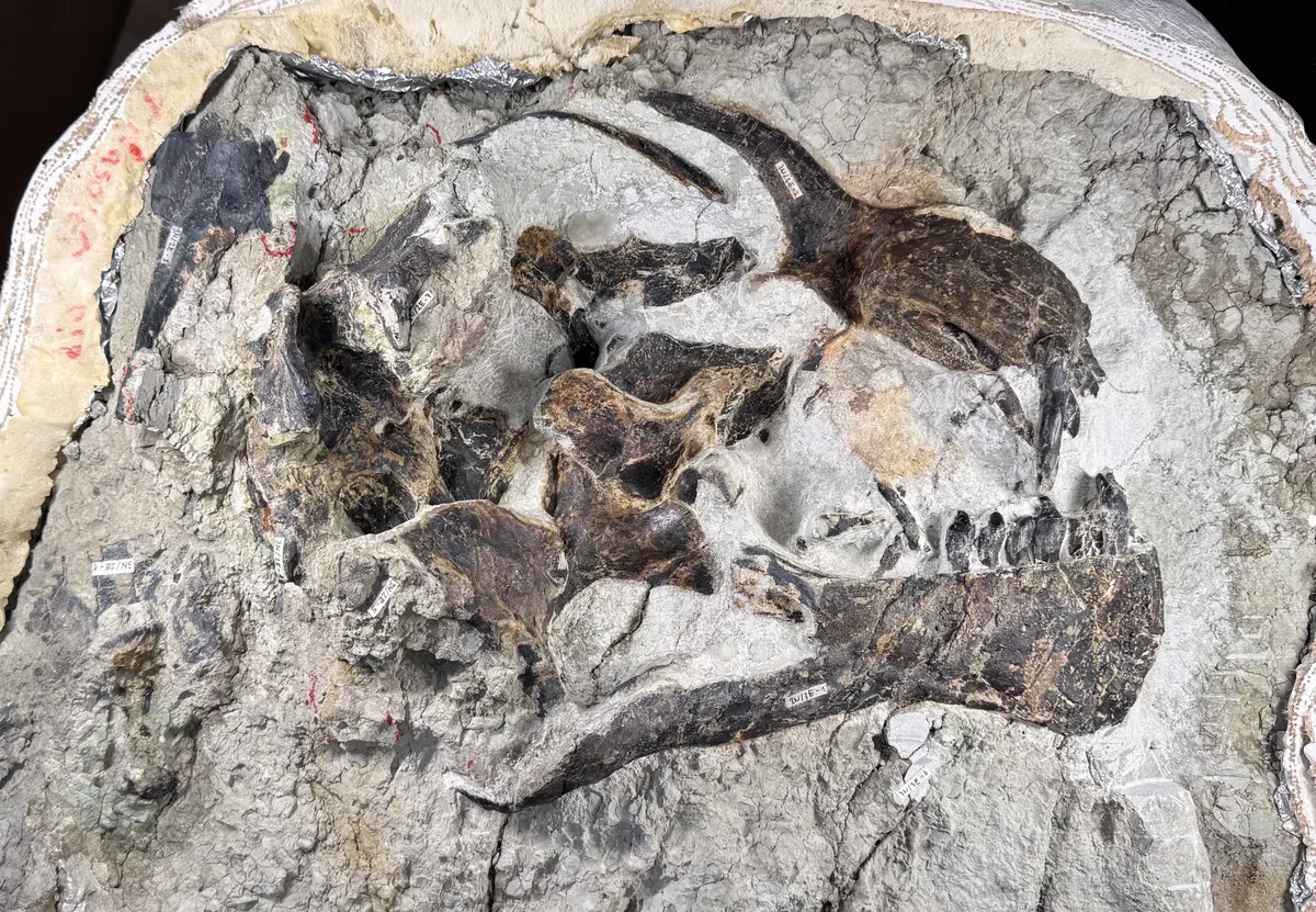 So sieht der versteinerte Schädel von «Lucy» aus. Ein Bild, das den Dinosaurier «Lucy» zeigt.